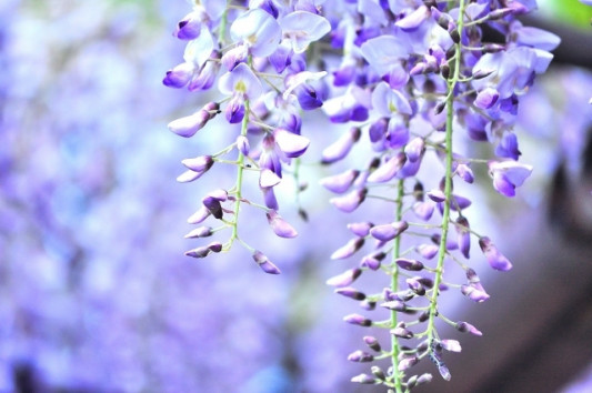 春の風物詩 和歌の世界に詠まれた 藤の花 文学の窓辺