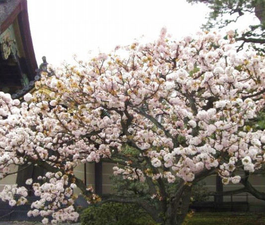 京都 桜の名所 元離宮二条城 文学の窓辺