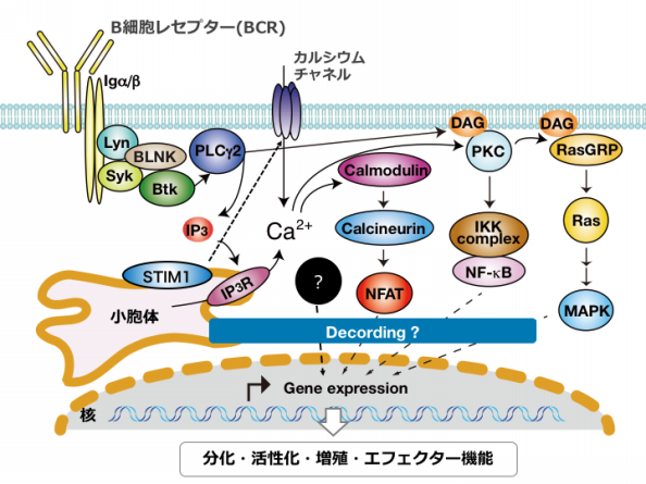 2 抗体産生のしくみ 研究成果 アレルギー疾患 自己免疫疾患などの発症機構と治療技術