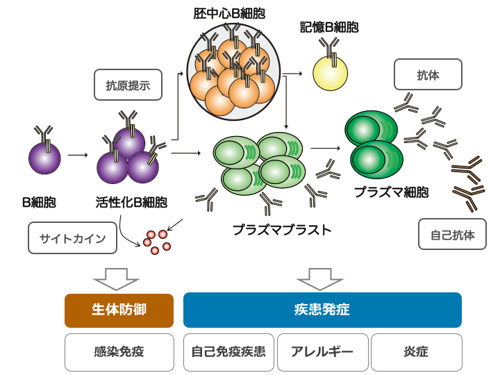 Research 九州大学 生体防御医学研究所 免疫ゲノム生物学 馬場研究室