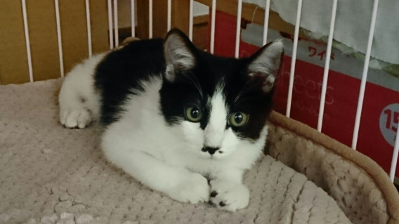 あしにゃがおじさん希望の方はこちらから ねこまんま