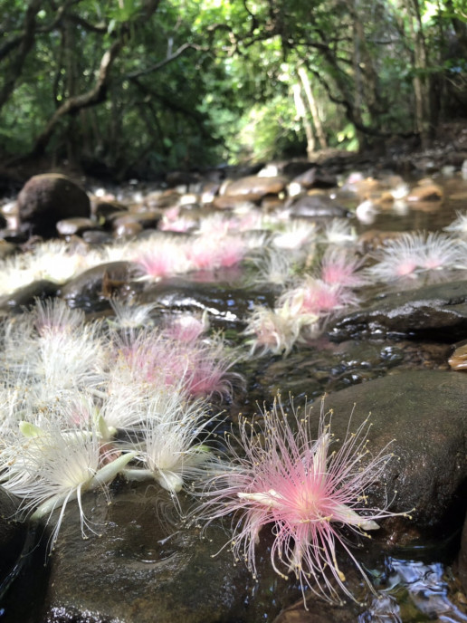 一夜限り咲く花 Takei
