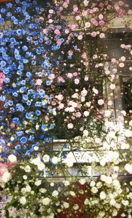 カラフルなかすみ草 フラワーショップひろ のページ