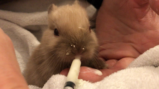 生後12日で離れ離れになったミネアとbaby6匹 Save The Rabbits Blog 生後12日で離れ離れになったミネアとbaby6匹 Save The Rabbits Blog