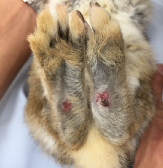 新たに二匹のうさぎを引き取りました 生後4 5ヶ月の男の子です Save The Rabbits Blog 新たに二匹のうさぎを引き取りました 生後4 5ヶ月の男の子です Save The Rabbits Blog