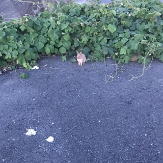 捨てられたうさぎの末路 Save The Rabbits Blog 捨てられたうさぎの末路 Save The Rabbits Blog