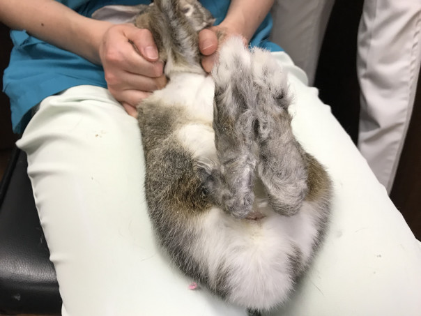 シンバルくんのソアホック あと少し Save The Rabbits Blog シンバルくんのソアホック あと少し Save The Rabbits Blog