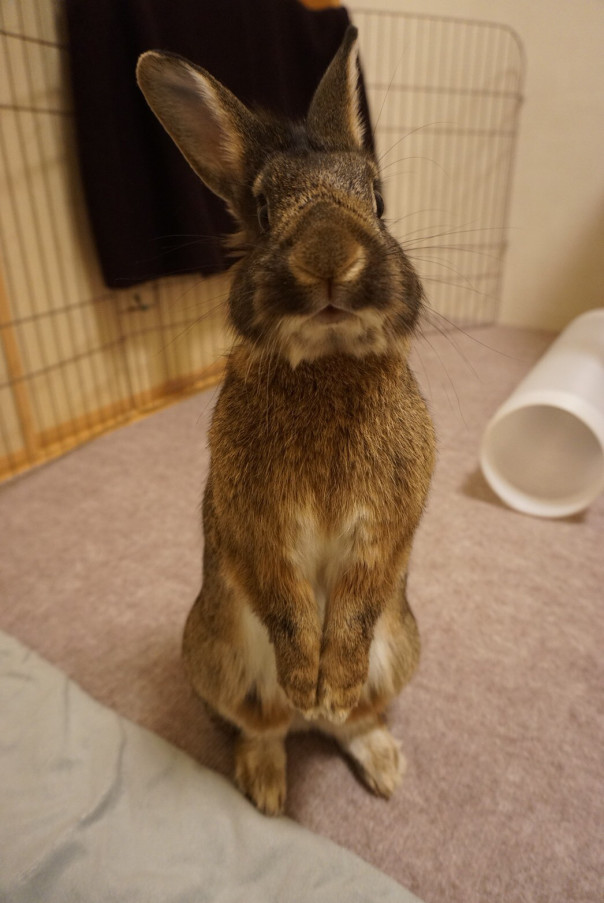 うさぎが懐きやすい お迎えの時期 Save The Rabbits Blog