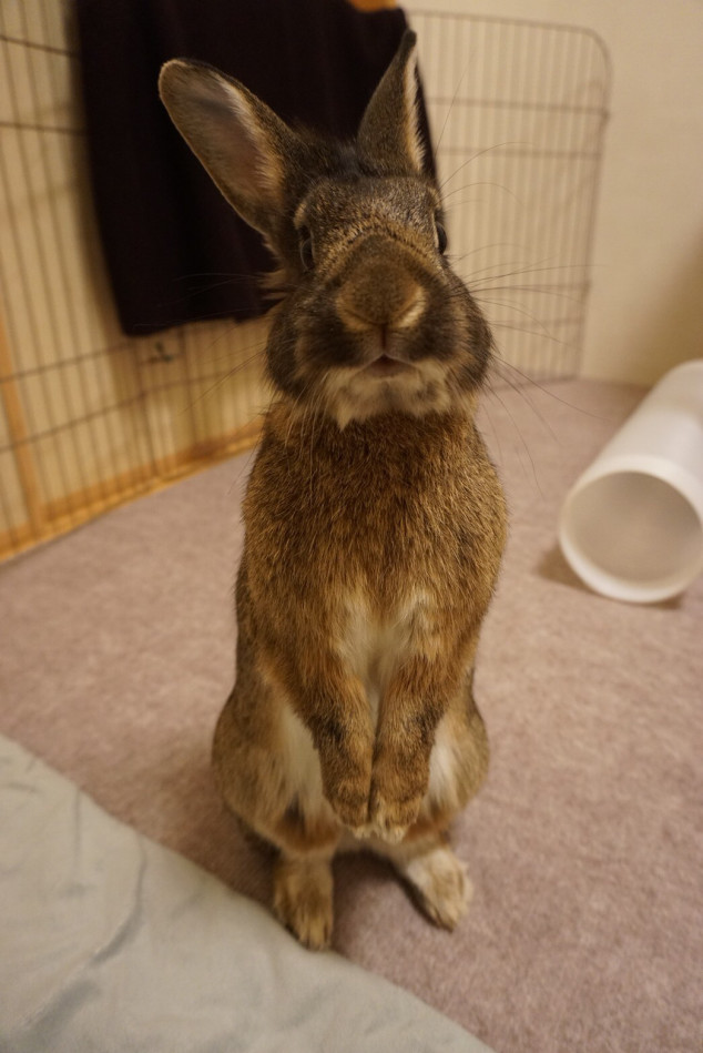 うさぎが懐きやすい お迎えの時期 Save The Rabbits Blog うさぎの里親募集