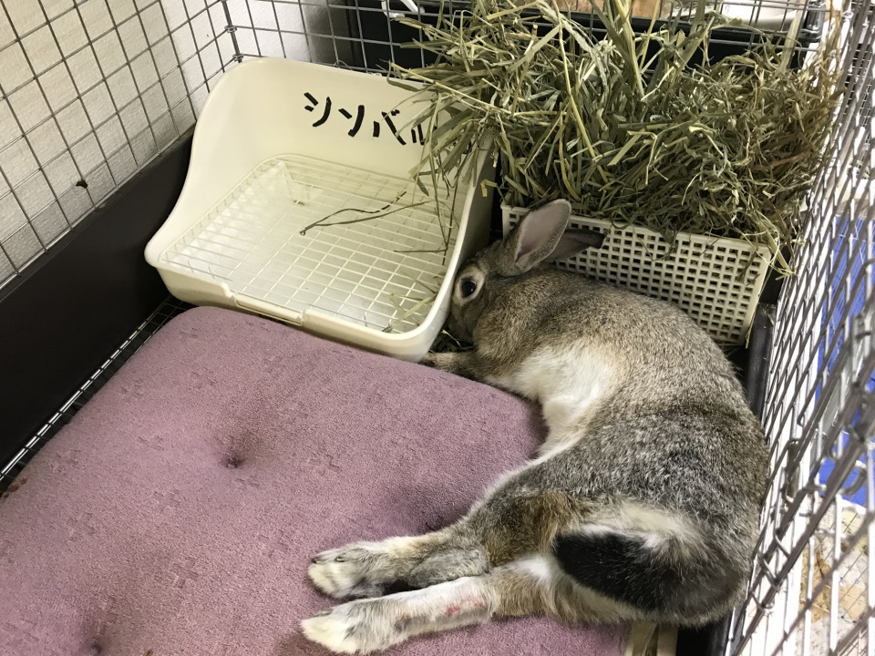 うさぎ飼育品など支援物資のおねがい Save The Rabbits Blog