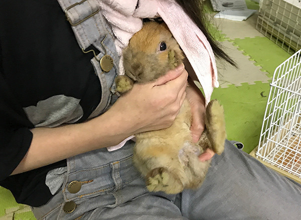捨てるということ Save The Rabbits Blog 捨てるということ Save The Rabbits Blog