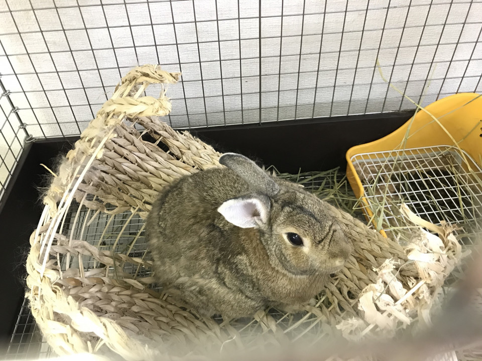 うさぎ飼育品など支援物資のおねがい Save The Rabbits Blog