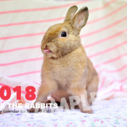 チャリティショップ情報 Save The Rabbits Blog