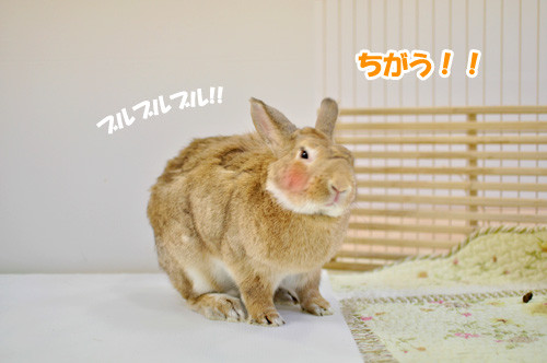 ミニうさぎのソルトくん Save The Rabbits Blog