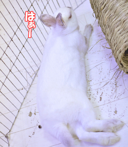 目の赤いウサギは Save The Rabbits Blog 目の赤いウサギは Save The Rabbits Blog