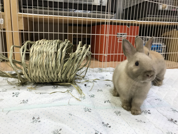 うさぎ飼育品など支援物資のおねがい Save The Rabbits Blog