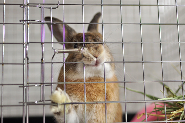 保護うさぎ 実際の費用について話します Save The Rabbits Blog