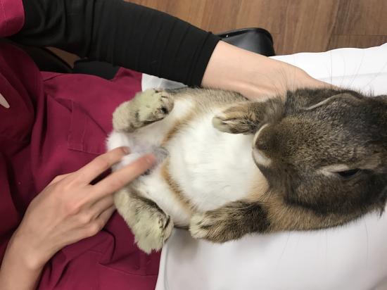 新しい保護うさぎライオン系の男の子 Save The Rabbits Blog