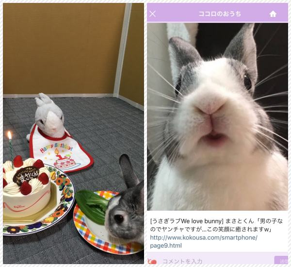 夏の幸せだより みんな元気かな Save The Rabbits Blog