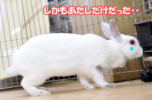 目の赤いウサギは Save The Rabbits Blog