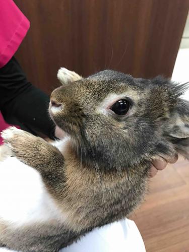 新しい保護うさぎライオン系の男の子 Save The Rabbits Blog 新しい保護うさぎライオン系の男の子 Save The Rabbits Blog