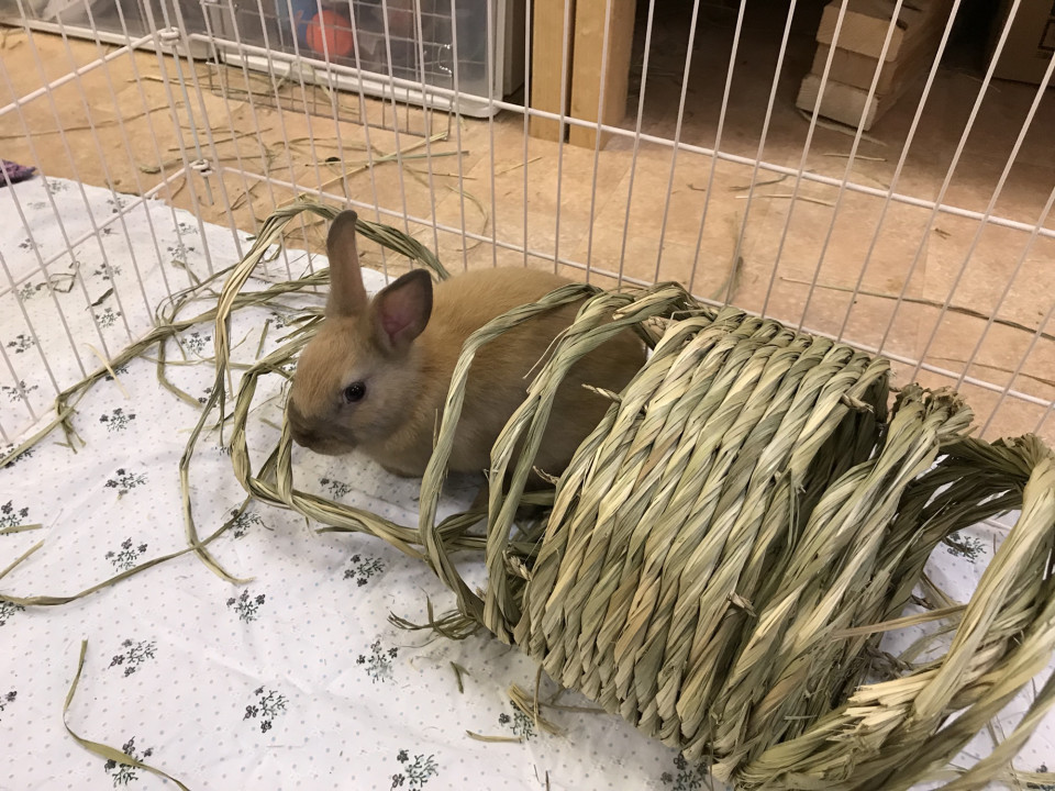 うさぎ飼育品など支援物資のおねがい Save The Rabbits Blog