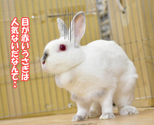 目の赤いウサギは Save The Rabbits Blog