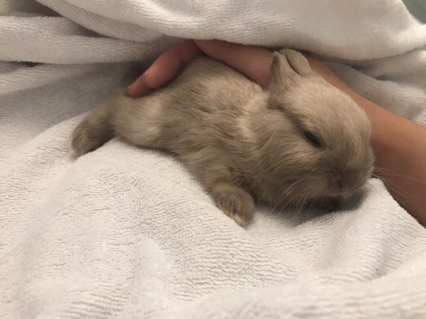 生後12日で離れ離れになったミネアとbaby６匹 Save The Rabbits Blog