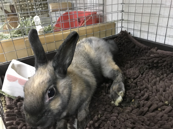 うさぎ 脊髄軟化症のような症状のスピカちゃん Save The Rabbits Blog