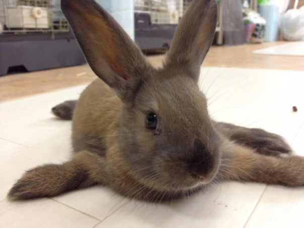 うさぎのいのちについて考える 重度開帳肢のもっちの訃報 Save The Rabbits Blog