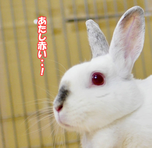 目の赤いウサギは・・・ | SAVE THE RABBITS blog
