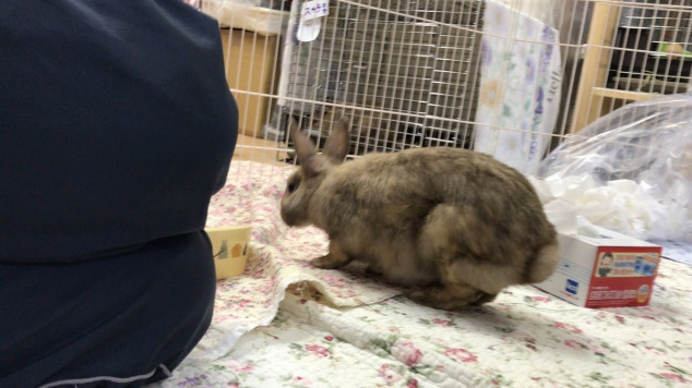 乳腺炎で通院中のミネアちゃん Save The Rabbits Blog うさぎの里親募集