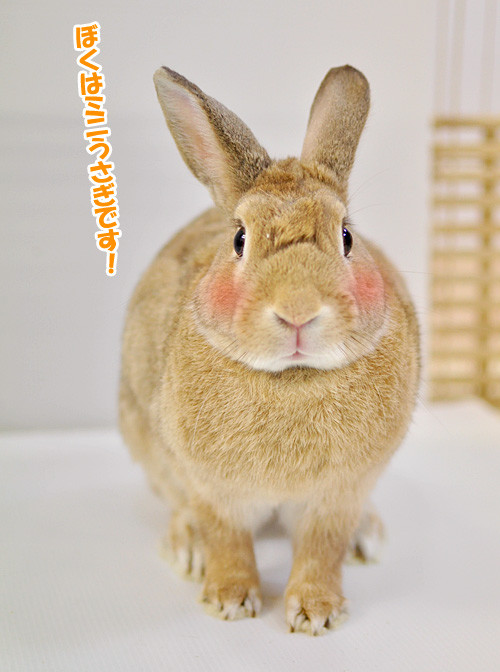 ミニうさぎのソルトくん Save The Rabbits Blog