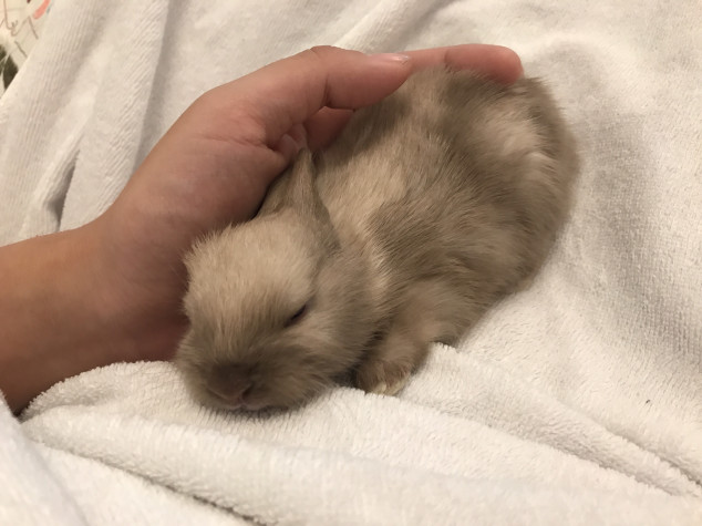 生後12日で離れ離れになったミネアとbaby6匹 Save The Rabbits Blog うさぎの里親募集