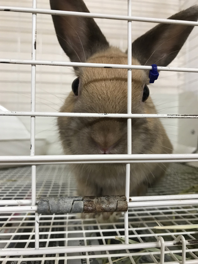 うさぎが懐きやすい お迎えの時期 Save The Rabbits Blog うさぎの里親募集