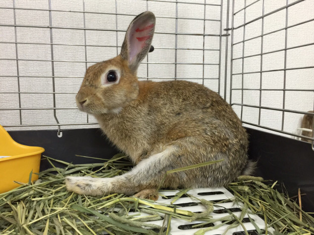 シンバルくんのソアホック Save The Rabbits Blog うさぎの里親募集 シンバルくんのソアホック Save The Rabbits Blog うさぎの里親募集