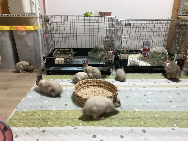 うさぎが懐きやすい お迎えの時期 Save The Rabbits Blog