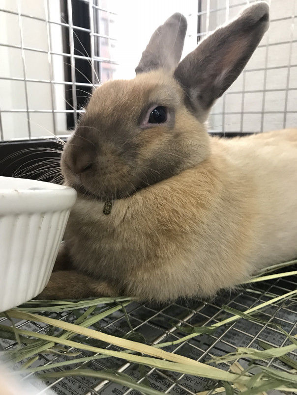 うさぎが懐きやすい お迎えの時期 Save The Rabbits Blog