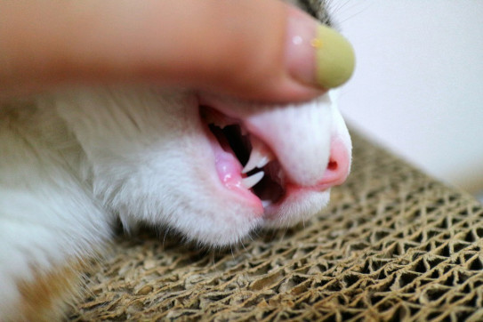 奇跡的に見つかったチャコの可愛い小さな歯 猫村さん家のdekobokoニャンズ