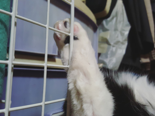 猫の金玉 猫村さん家のdekobokoニャンズ 猫の金玉 猫村さん家のdekobokoニャンズ