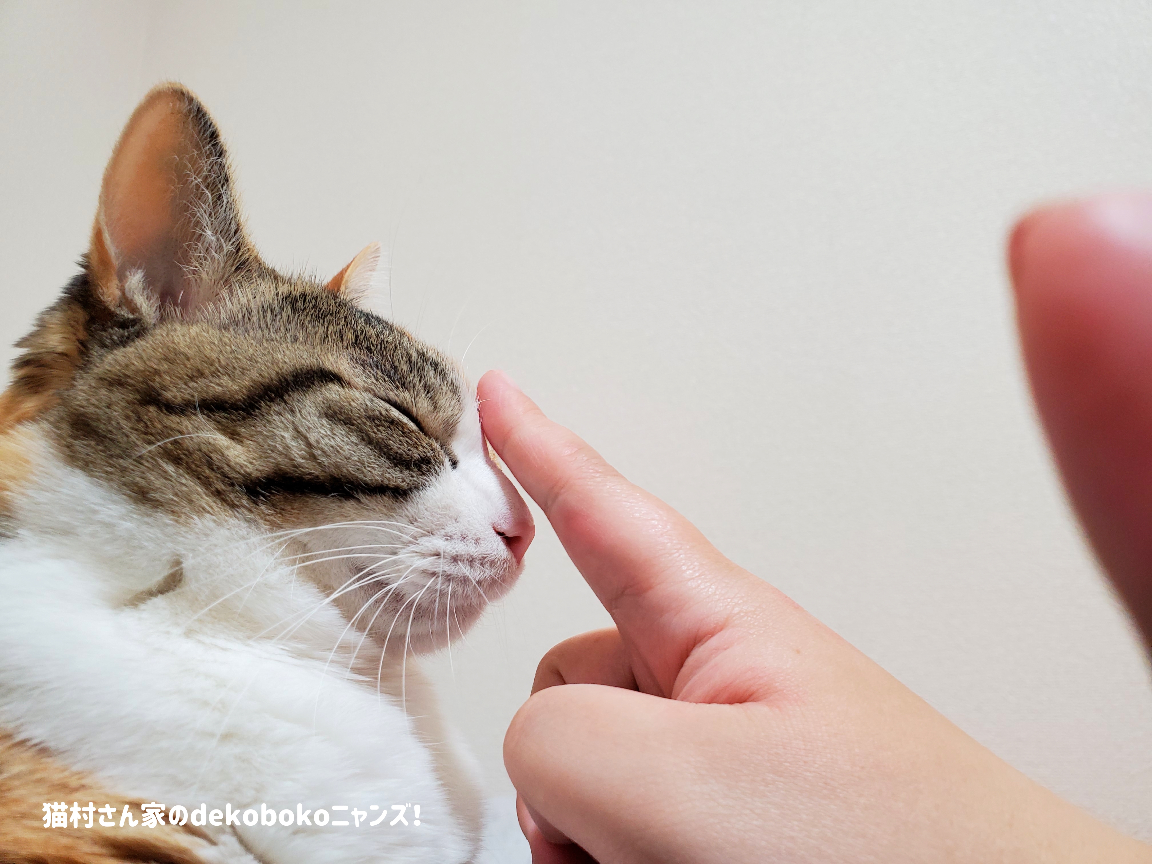 涙が出るほど。  猫村さん家のDEKOBOKOニャンズ！