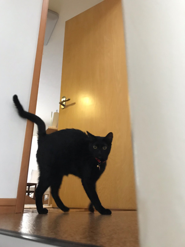監視カメラも導入 ドキドキお留守番 第2弾 保護猫しらたまさん 口内炎の闘病記録 18 11抜歯しました 監視カメラも導入 ドキドキお留守番 第2弾 保護猫しらたまさん 口内炎の闘病記録 18 11抜歯しました