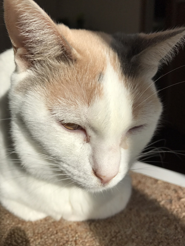 片目から涙と白い目やにが出ている為 3回目ブロードライン 保護猫しらたまさん 口内炎の闘病記録 18 11抜歯しました 片目から涙と白い目やにが出ている為 3回目ブロードライン 保護猫しらたまさん 口内炎の闘病記録 18 11抜歯しました
