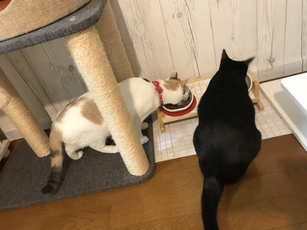 口内炎の猫にとって食べやすいのは ウェットフード ドライフード 保護猫しらたまさん 口内炎の闘病記録 18 11抜歯しました