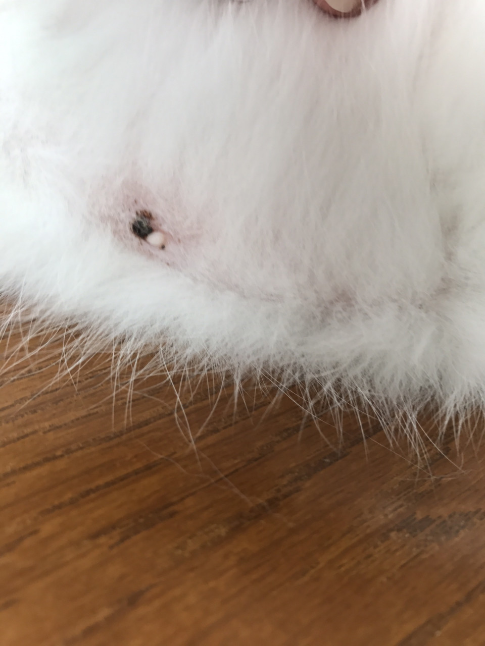 しらたまさんの右乳首にも黒いものが 保護猫しらたまさん 口内炎の闘病記録 18 11抜歯しました しらたまさんの右乳首にも黒いものが 保護猫しらたまさん 口内炎の闘病記録 18 11抜歯しました