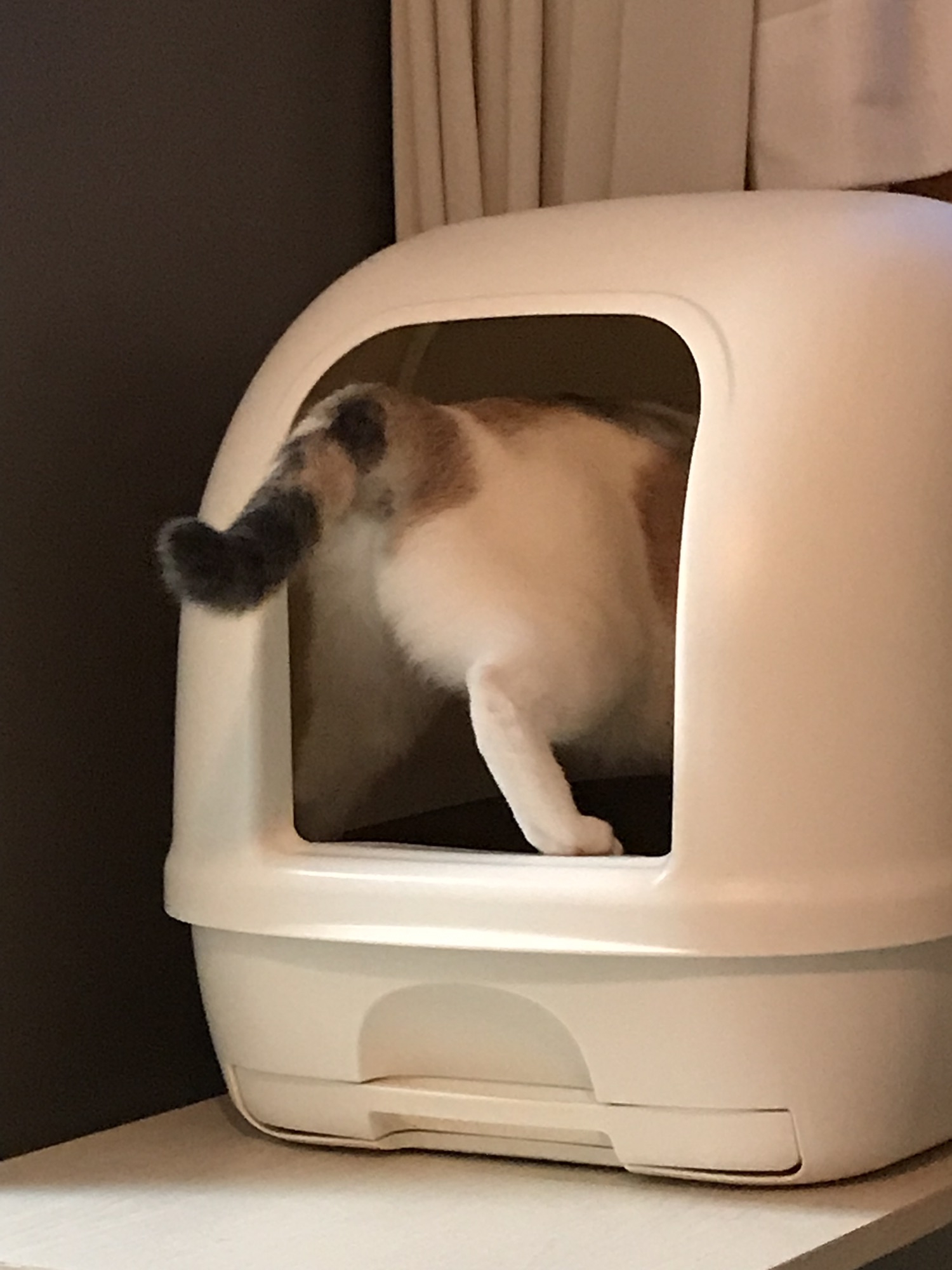 猫グッズ紹介：猫トイレもAIの時代へ！システムトイレ2種 保護猫しらたまさん 口内炎の闘病記録（2018.11