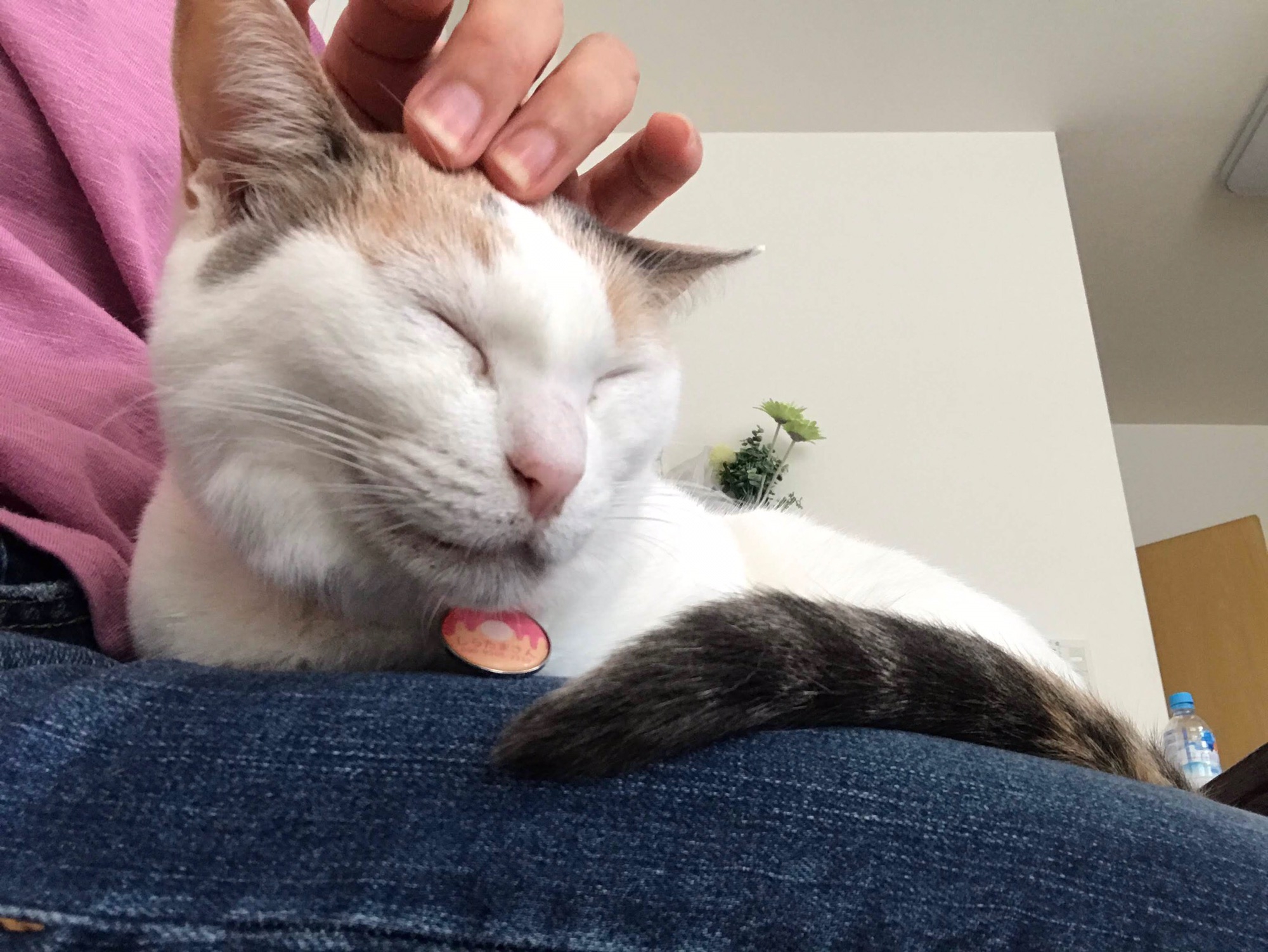 ご注意ください しらたまさんの全臼歯抜歯 手術写真4枚 保護猫