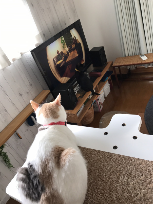 手作りごはん 保護猫しらたまさん 口内炎の闘病記録 18 11抜歯しました