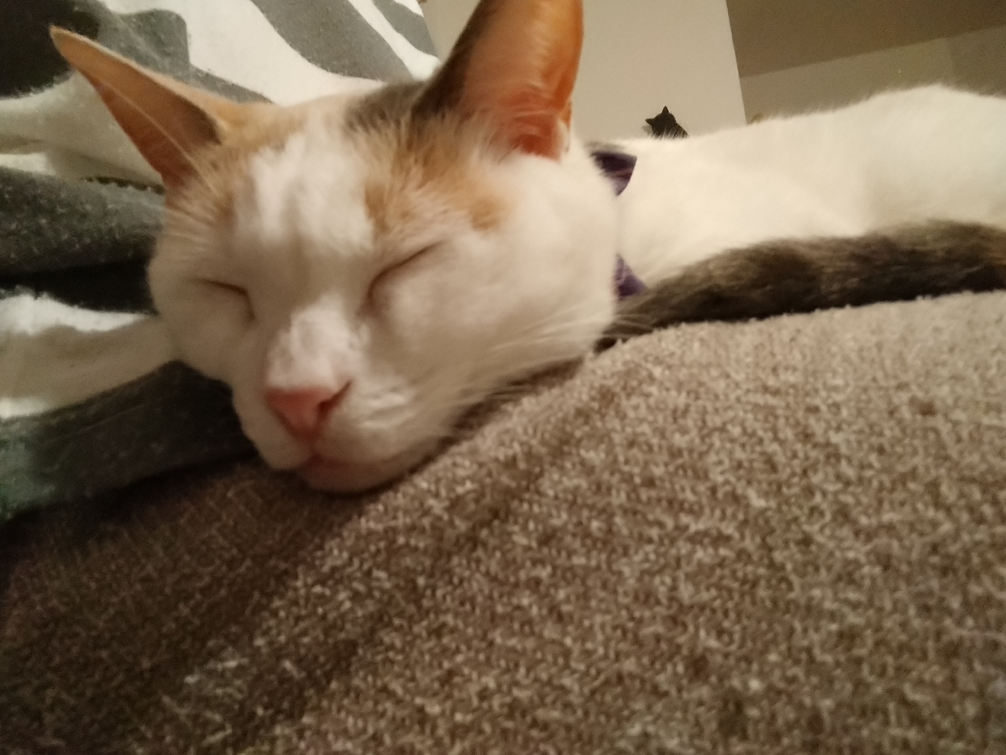 闘病記録 保護猫しらたまさん 口内炎の闘病記録(2018.11抜歯しま