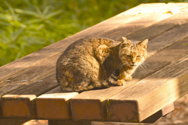 猫が日向ぼっこする奈良県大和民俗公園の紅葉 記憶の中の奈良 京都